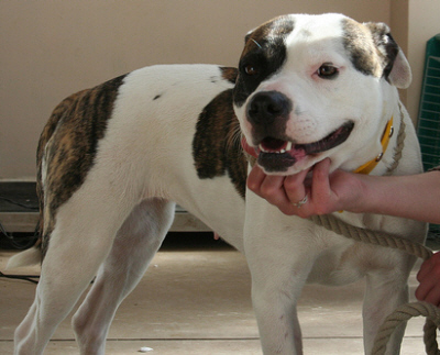 Picture of Bailey