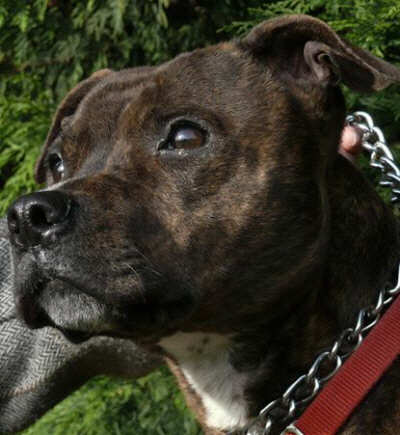 Picture of Bruce