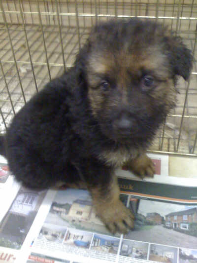 Picture of German Shepherd pups x2 Picture of German Shepherd pups x2
