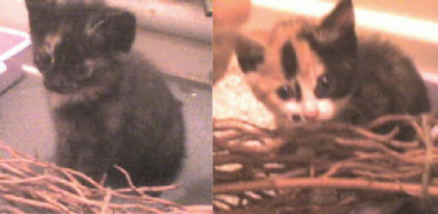 Picture of Ellen  and Julia Kittens