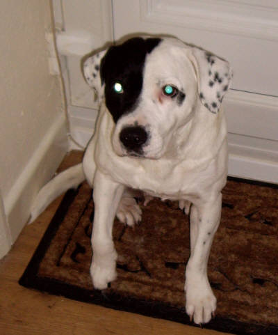 Picture of Patches in foster Picture of Patches in foster