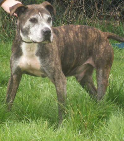 Picture of Spud