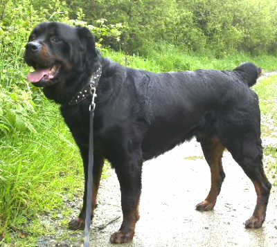 Picture of Zeus